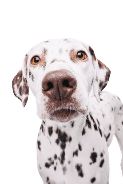 Best 25 Dalmatian Png Hd Transparent Background