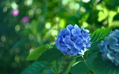 Download Wallpapers Blue Hydrangea 4k Blue Flower Hydrangea