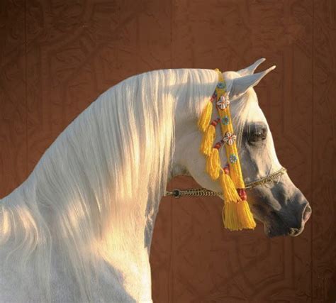 Pin by Me on Beautiful Horses | Horses, Egyptian arabian horses, Beautiful arabian horses