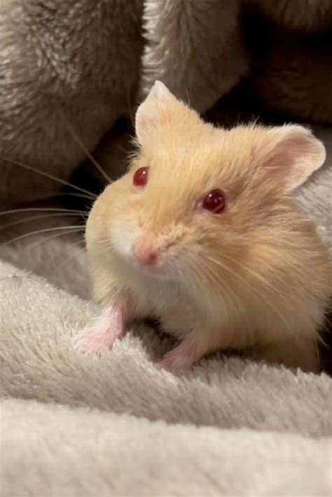 Meet Rose My New Hamster Russiandwarfhamsters