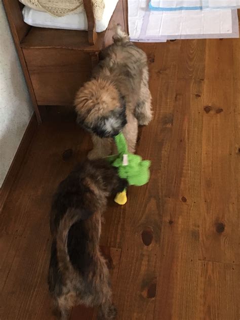 She is a soft coated wheaten terrier. Teddy and bro Bear playing tuggy! | Wheaten terrier puppy ...