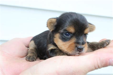 Many breeds available, even puppies and kittens. Puppy Stores & Places [Puppies On Sale Near Me | Pet dogs ...