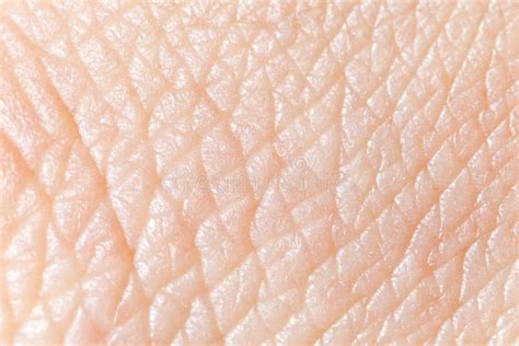 Human Skin Stock Image Image Of Background Textured 17108889
