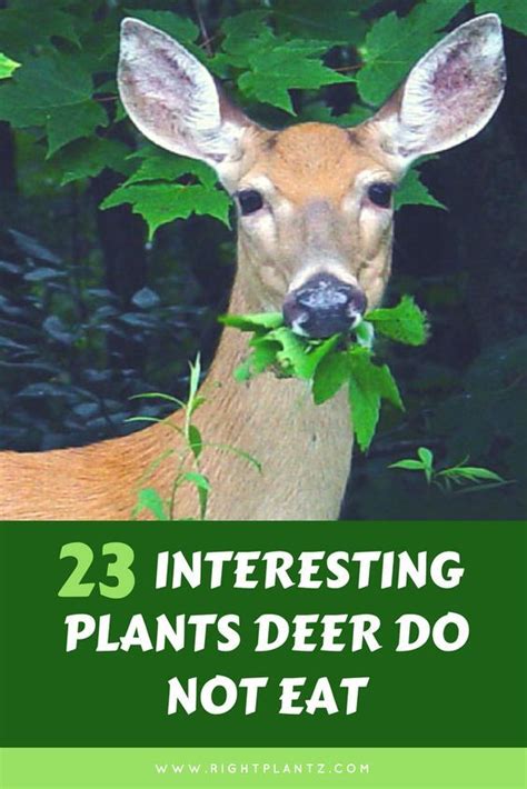 Shade Flowers That Deer Will Not Eat 46 Deer Resistant Plants To Keep