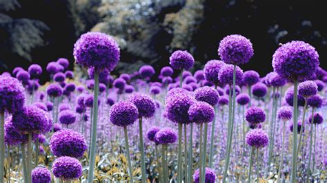 Allium Purple Flowers Field 4k Hd Flowers Wallpapers Hd
