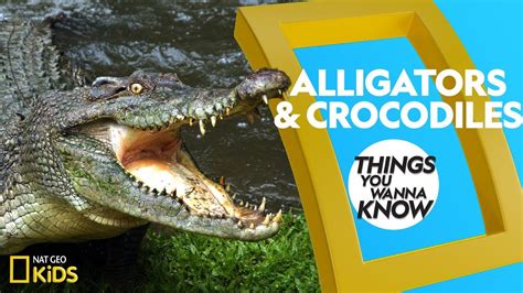 Cool Facts About Alligators And Crocodiles Things You Wanna Know