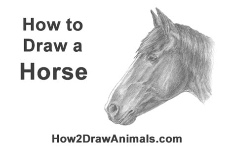 Sketch lightly at first so that it's easy to erase if you make mistake. How to Draw a Horse (Head Detail)