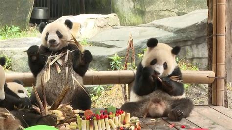 Panda Twins Celebrate 2nd Birthday At Chongqing Zoo The Global Herald