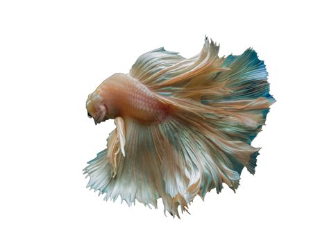 Real Fish Transparent Background Png Mart - vrogue.co