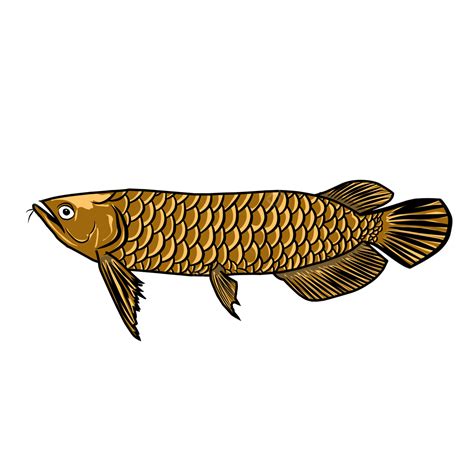 Gambar Ikan Arwana Emas Satwa Ikan Mata Png Dan Vektor Dengan