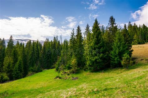 Spruce Forest On A Mountain Hill Side Stock Photo Image Of Background