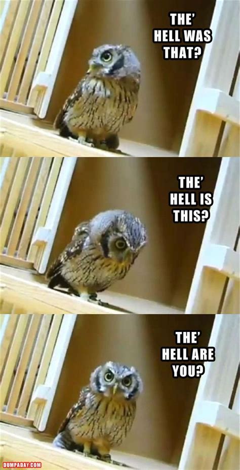 Pin By Grayson On Funny Funny Owls Funny Animal Pictures Funny Pictures