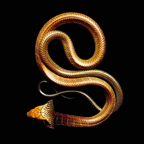 Beautiful Photos Of Snakes By Mark Laita And Surviving A Black Mamba Bite