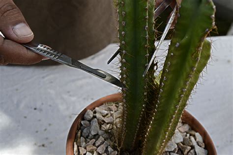 Para reproducir cactus de difícil cultivo. Plantas suculentas: Reproducción por esquejes de tallo y ...