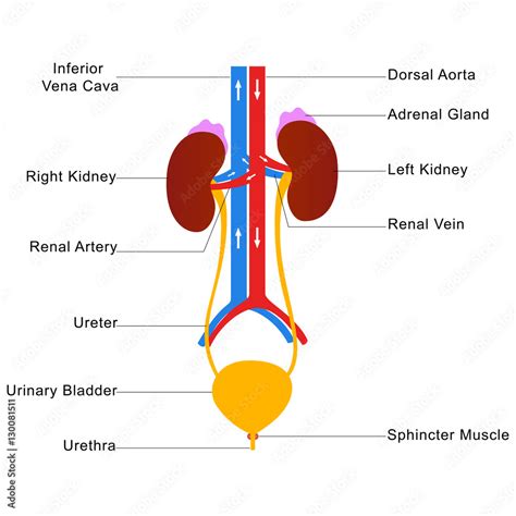 Human Urinary System Labelled Diagram Stock Vector Adobe Stock