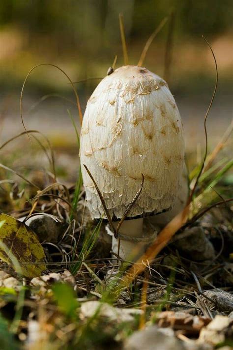 1000 Images About Fabulous Fungi On Pinterest Amigos