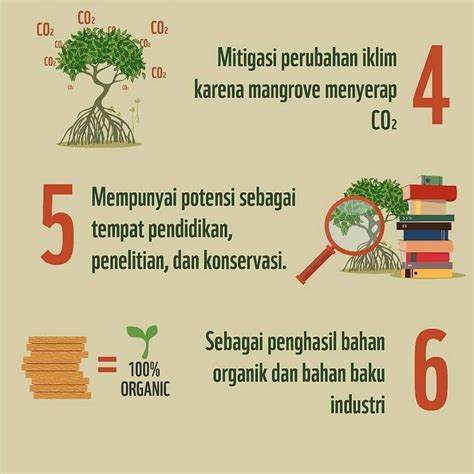 Ini Lho 6 Manfaat Hutan Mangrove Nomor 3 Menambah Pengetahuan