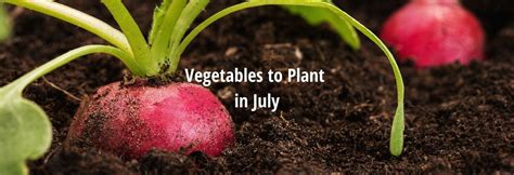 What Vegetables To Plant In July Succession Sowing And Planting