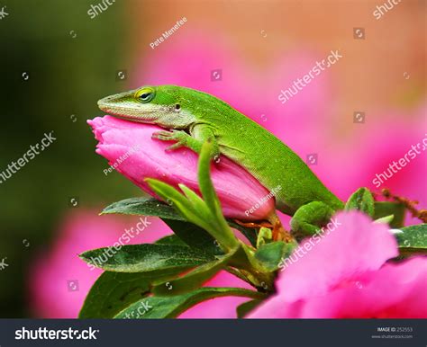Lizard Perched On Flower Bud Stock Photo 252553 Shutterstock