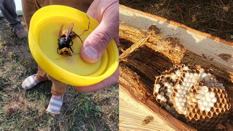 3rd Asian Giant Hornet Nest Of 2021 Found 2nd Nest Eradicated In Whatcom County