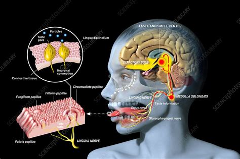 taste and smell physiology illustration stock image c036 7683