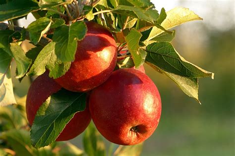 apple tree growing best fruit trees to grow in northern virginia green vista tree care also
