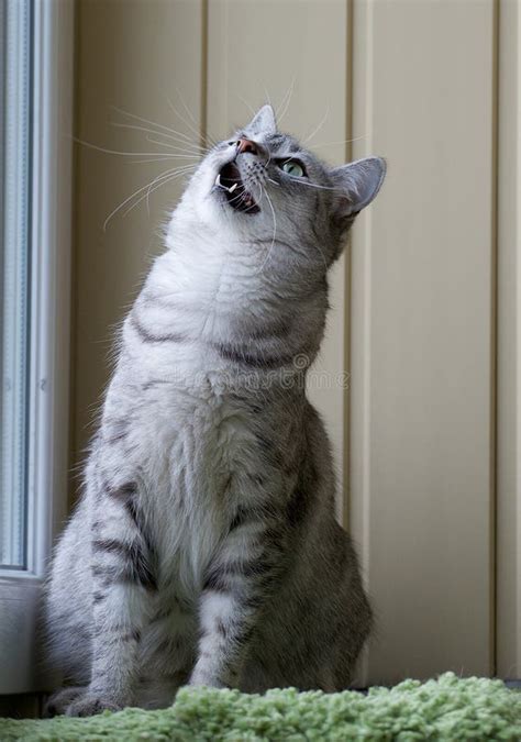 Playful Cat Portrait If Playing Cat Looking Up Grey Funny Kitten