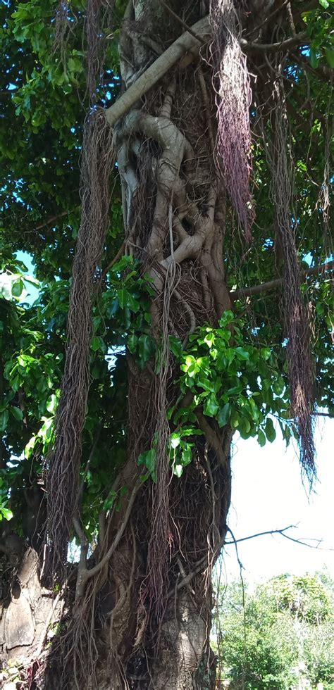The Sacred Mugumo Tree — Giving Children A