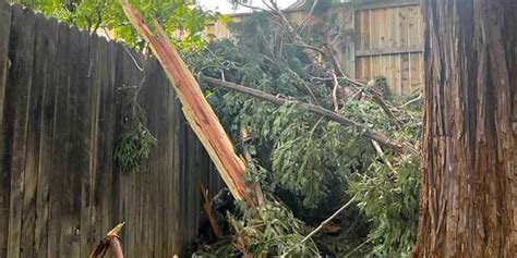 Lightning Strike Explodes Large Tree In Folsom Neighborhood Folsom Times