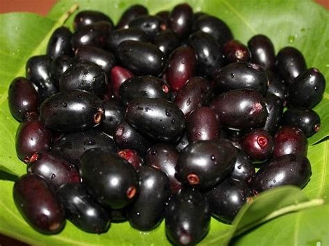 18 Science Proven Jamun Fruit Benefits For Skin Hair And Health
