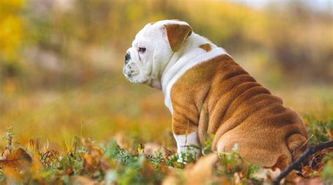 An english bulldog puppy's food must give him the energy he needs, but also take the underdeveloped digestive tract into account. Best Dog Foods For English Bulldogs: Puppies, Adults & Seniors