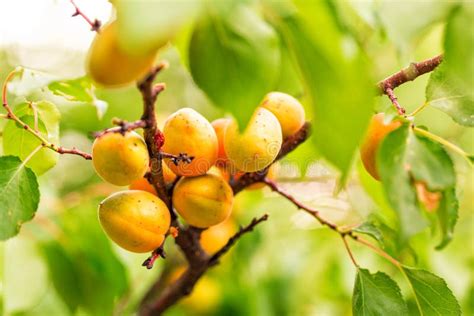 Ripe Apricots Growing On A Branch Stock Image Image Of Nature Leaf