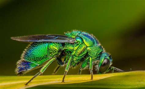 Green Hornet Cool Bugs Green Hornet Bees And Wasps Creepy Crawlies
