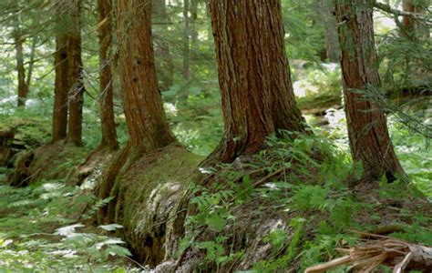 Fate Of Bcs Ancient Forests Is A Question Of Values The Common