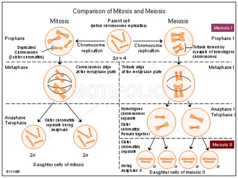 Baird Sermons Meiosis And Mitosis