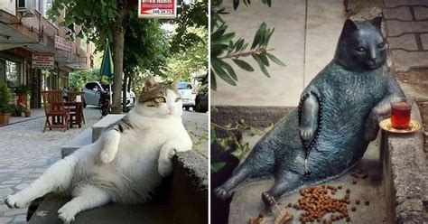 Cat In Turkey Takes Kittens To Vet Cat Meme Stock Pictures And Photos