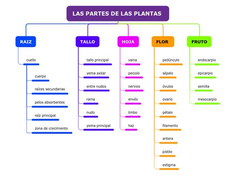 Las Partes De Las Plantas Mind Map