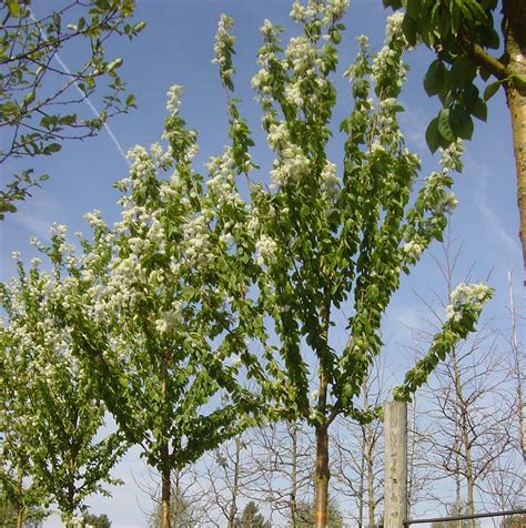Prunus Maackii ‘amber Beauty Manchurian Cherry