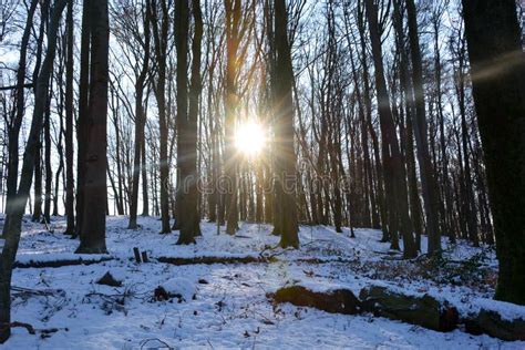 Shining Sun In The Forest With Snow And Many Sunrays Stock Photo