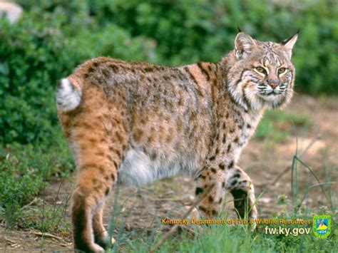 Pin By Jackie Rittel On Kentucky Animals Wild Cats Forest Animals
