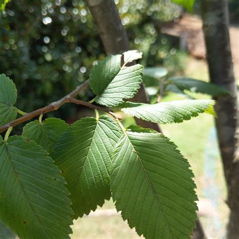 Ulmus Americana Princeton Princeton American Elm Kings Sunset