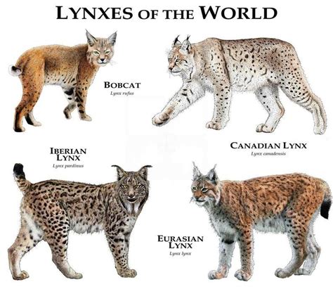 Lynx Of The World Poster Print In 2021 Small Wild Cats Wild Cats