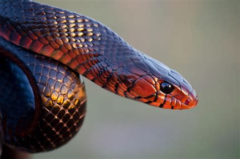 Eastern Indigo Snake Drymarchon Corais Couperi Snake Breeds All