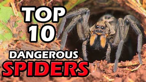Top 10 Dangerous Spiders In The World Youtube