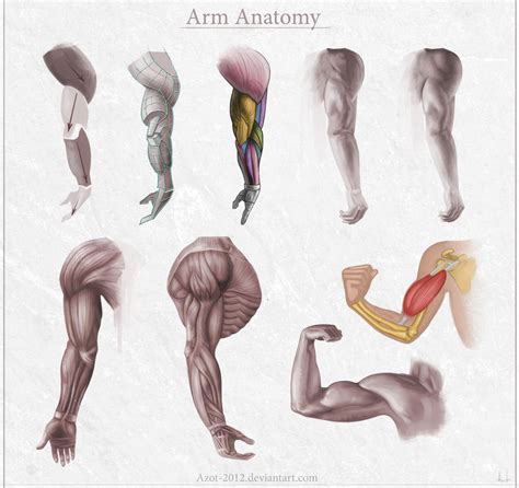 Arm Anatomy By Azot2017 On Deviantart