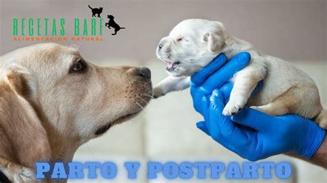 Parto Y Postparto De Una Perra ¿cómo Cuidarla Dieta Barf Labrador