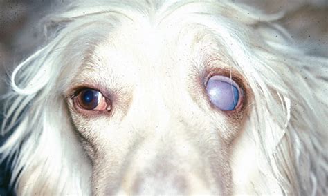 Differentiating Exophthalmos Buphthalmos Proptosis