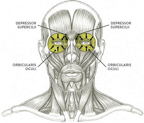 Facial Muscles And Expressions Classic Human Anatomy In Motion The