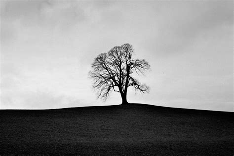 Silhouette Of Leafless Tree On Top Of Hill Under Cloudy Sky During