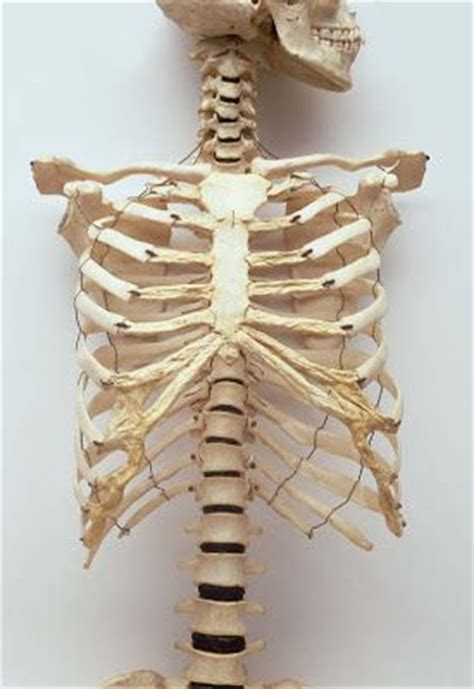 The ribs partially enclose and protect the chest cavity, where many vital organs (including the heart and the lungs) are located. the human rib cage also known as the thoracic cage is a ...